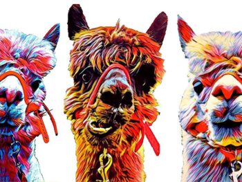 Colourful Alpacas