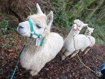 Alpaca Trekking Vouchers