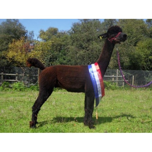 Brown Alpaca Fleece Devon